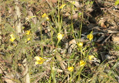 Diuris chryseopsis