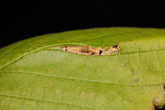 Phyllonorycter nicellii