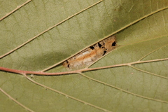 Phyllonorycter nicellii