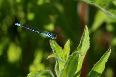 Coenagrion lunulatum