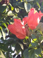 Spathodea campanulata