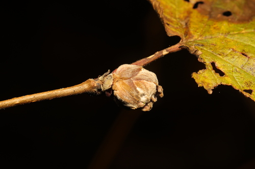 Filbert Bud Mite