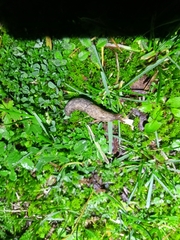 Deroceras reticulatum