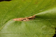 Phyllonorycter nicellii