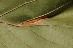 Phyllonorycter nicellii