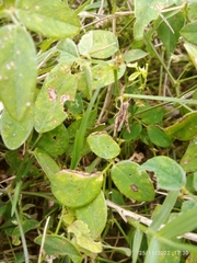 Abracris flavolineata