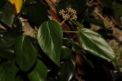 Hedera colchica