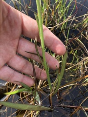 Helenium pinnatifidum