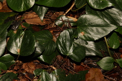 Hedera colchica
