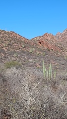 Stenocereus thurberi