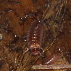 Hyloniscus riparius