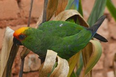 Aratinga auricapillus