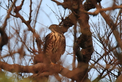 Accipiter virgatus fuscipectus