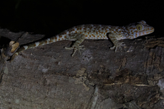 Gekko gecko