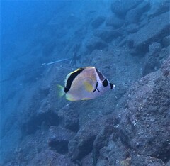 Johnrandallia nigrirostris