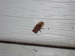 Heleomyzidae