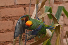 Aratinga auricapillus