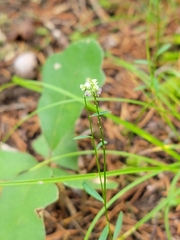 Polygala verticillata