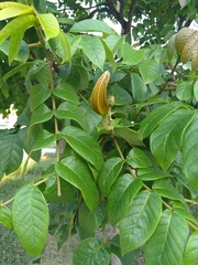 Spathodea campanulata