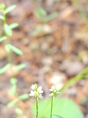 Polygala verticillata