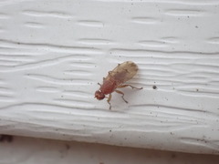 Heleomyzidae