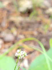 Polygala verticillata