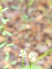 Polygala verticillata