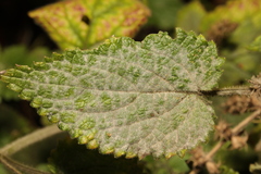 Neoerysiphe galeopsidis