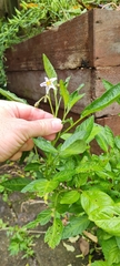 Solanum muricatum