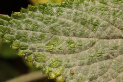 Neoerysiphe galeopsidis