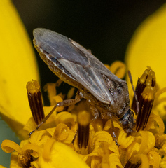 Nysius
