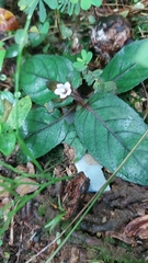 Strobilanthes reptans image