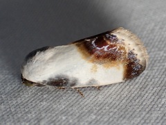Acontia cretata