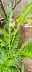 Solanum muricatum
