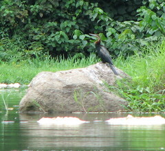 Anhinga rufa