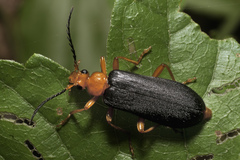 Neopyrochroa flabellata