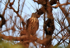 Accipiter virgatus fuscipectus