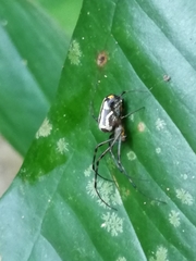 Leucauge