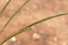 Austrostipa nitida