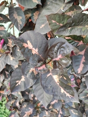 Graptophyllum