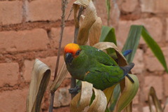 Aratinga auricapillus