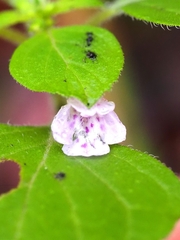 Clinopodium