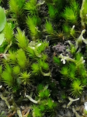 Campylopus introflexus