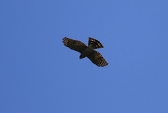 Accipiter virgatus fuscipectus