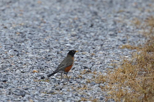 American Robin photographed in Mississippi