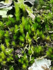 Campylopus introflexus