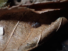 Entomobryomorpha