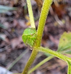 Spissistilus festinus