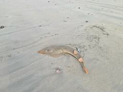 Pseudobatos planiceps