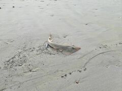 Pseudobatos planiceps